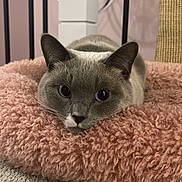 Yuuka is registered to the contest to win money with this photo: cat, gray_cat, white_cat, fluffy_cushion, pink_cushion, carpet, indoor, pet, animal, relaxed, lying_down, close_up, feline, whiskers, ears, face, eyes, soft_texture, cozy, home