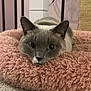 cat, gray_cat, white_cat, fluffy_cushion, pink_cushion, carpet, indoor, pet, animal, relaxed, lying_down, close_up, feline, whiskers, ears, face, eyes, soft_texture, cozy, home
