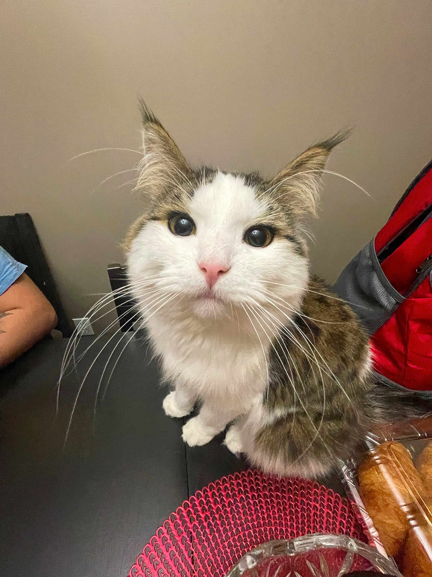 Ori joined the competition — help win amazing prizes! cat, animal, pet, whiskers, table, food, pastries, backpack, red, gray, curious, fur, indoor, closeup, face, sitting, black_table, placemat, domestic_cat, eyes