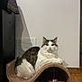 Ori joined the competition — help win amazing prizes! cat, feline, pet, indoor, scratch_post, feather_toy, wood_floor, white_wall, fur, tabby, animal, cute, relaxed, sitting, looking_at_camera, ears, whiskers, paw, household, domestic