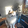 Ori is registered to the contest to win money with this photo: cat, indoor, sunlight, table, striped_tablecloth, plant_shadow, window, chair, furniture, pet, fluffy, white_cat, gray_cat, domestic_cat, relaxed, sunny, daylight, cozy, houseplant, home