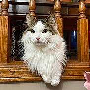 Ori joined the competition — help win amazing prizes! cat, fluffy, white, brown, wooden_railings, indoor, pet, curious, animal, feline, closeup, face, whiskers, ears, paw, sitting, looking, furniture, domestic, calm