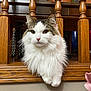 animal, brown, calm, cat, closeup, curious, domestic, ears, face, feline, fluffy, furniture, indoor, looking, paw, pet, sitting, whiskers, white, wooden_railings