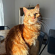 Charlie a rejoint le concours — aidez-le/la à gagner de superbes lots ! cat, ginger_cat, feline, pet, animal, indoor, sunlight, table, fur, whiskers, ears, eyes, domestic_cat, household, chair, wooden_table, cozy, relaxed, portrait, living_room