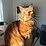 cat, ginger_cat, feline, pet, animal, indoor, sunlight, table, fur, whiskers, ears, eyes, domestic_cat, household, chair, wooden_table, cozy, relaxed, portrait, living_room