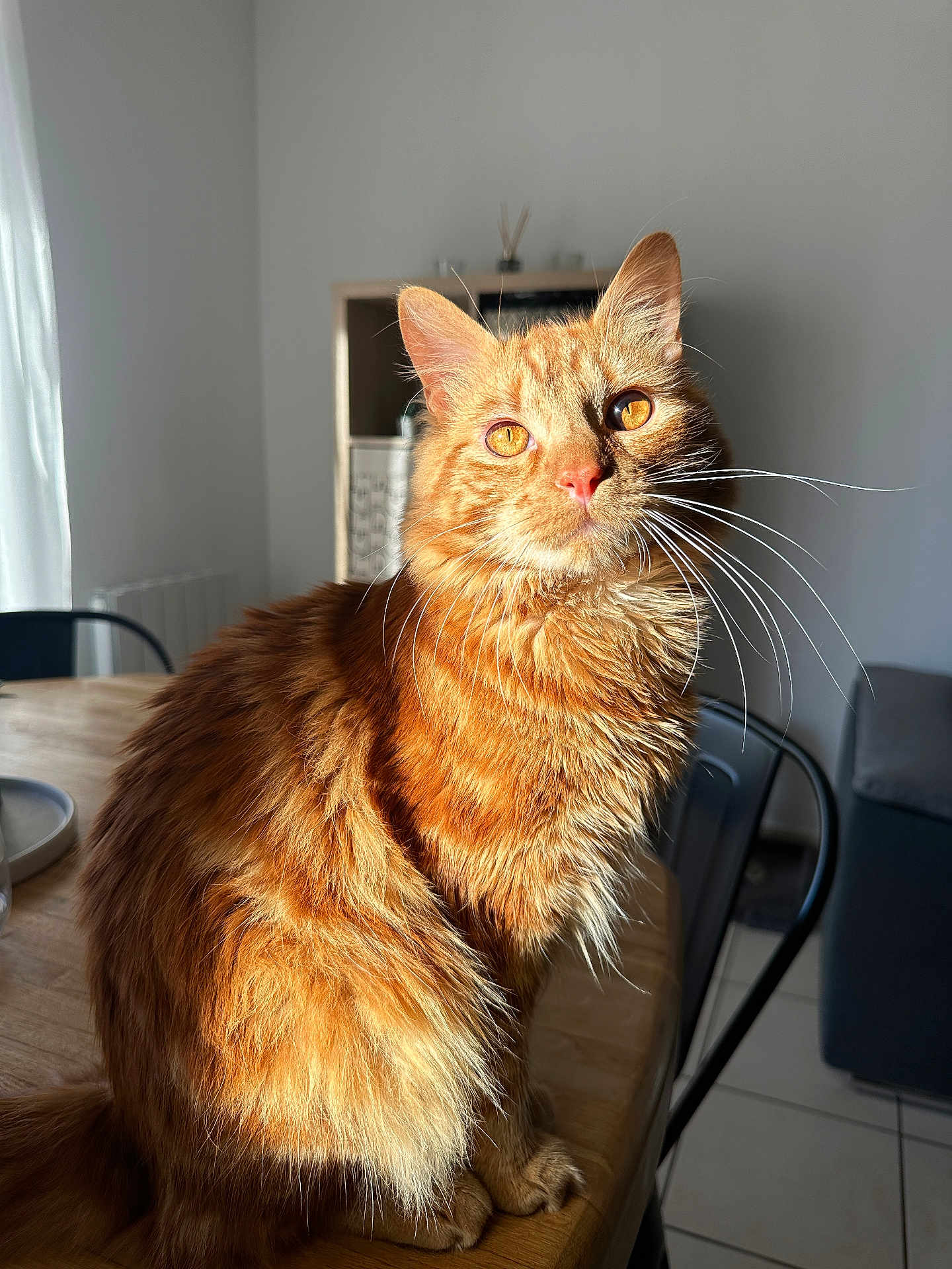 Charlie a rejoint le concours — aidez-le/la à gagner de superbes lots ! cat, ginger_cat, feline, pet, animal, indoor, sunlight, table, fur, whiskers, ears, eyes, domestic_cat, household, chair, wooden_table, cozy, relaxed, portrait, living_room