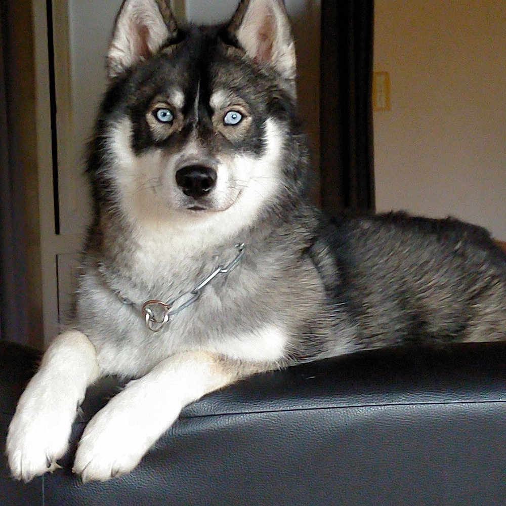 Sky a rejoint le concours — aidez-le/la à gagner de superbes lots ! animal, blue_eyes, canine, chain_collar, companion, couch, dog, domestic, fur, furniture, house, indoor, leisure, looking_at_camera, mammal, paw, pet, portrait, relaxed, siberian_husky