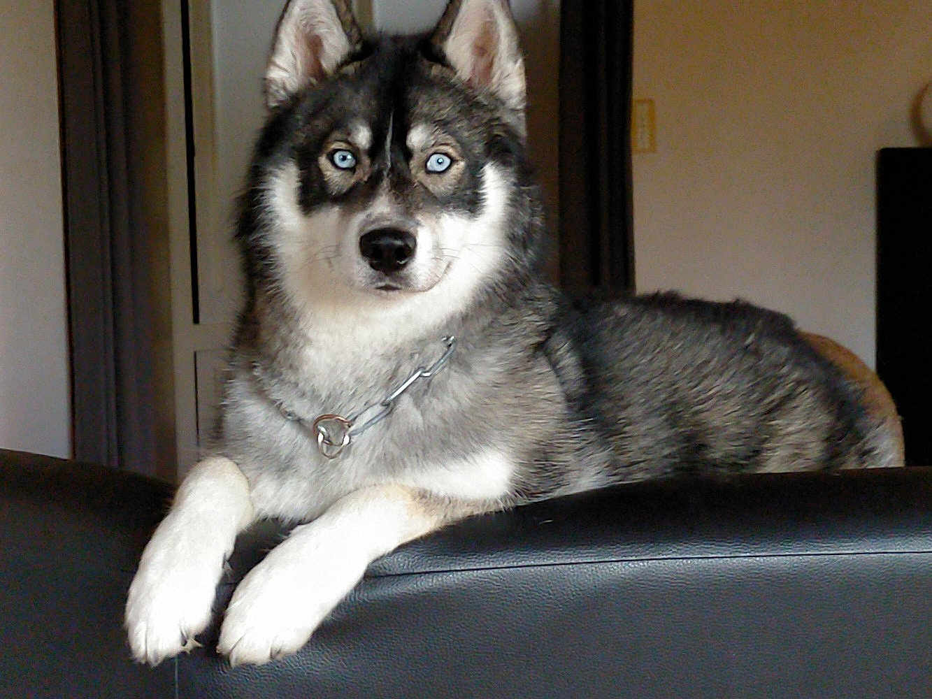 Sky a rejoint le concours — aidez-le/la à gagner de superbes lots ! dog, siberian_husky, blue_eyes, pet, indoor, couch, furniture, animal, canine, fur, portrait, relaxed, leisure, house, domestic, companion, mammal, paw, chain_collar, looking_at_camera