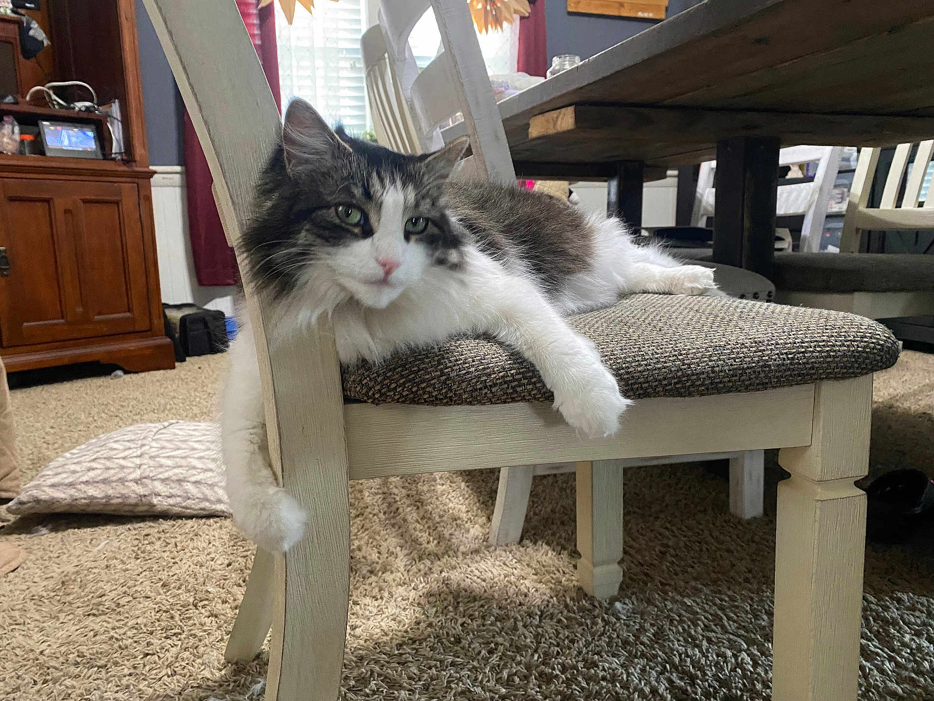Aj. is registered to the contest to win money with this photo: cat, feline, pet, chair, furniture, indoor, living_room, carpet, cozy, relaxed, fluffy, white, gray, paws, cushion, window, wood, home, domestic_animal, resting
