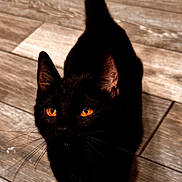 Bruce Wayne joined the competition — help win amazing prizes! amber_eyes, animal, black_cat, cat, close_up, curious, ears, feline, fur, indoor, looking_up, pet, pet_photography, portrait, shadow, sitting, tail, tiles, whiskers, wooden_floor