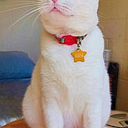 Aggie joined the competition — help win amazing prizes! amber_eye, blue_eye, cat, closeup, collar, domestic_animal, ears, feline, fur, heterochromia, household, indoor, looking_away, pet, portrait, sitting, tag, whiskers, white_cat, wooden_table