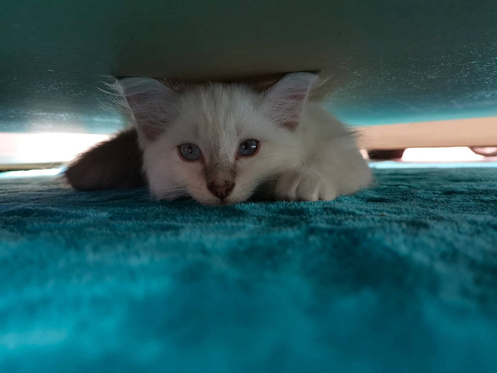 Rainbow a rejoint le concours — aidez-le/la à gagner de superbes lots ! aegean_cat, burmilla, carnivore, cat, colorpoint_shorthair, eye, felidae, fur, kitten, mammal, nose, ojos_azules, ragdoll, sky, small_to_medium_sized_cats, snout, turkish_angora, turkish_van, whiskers