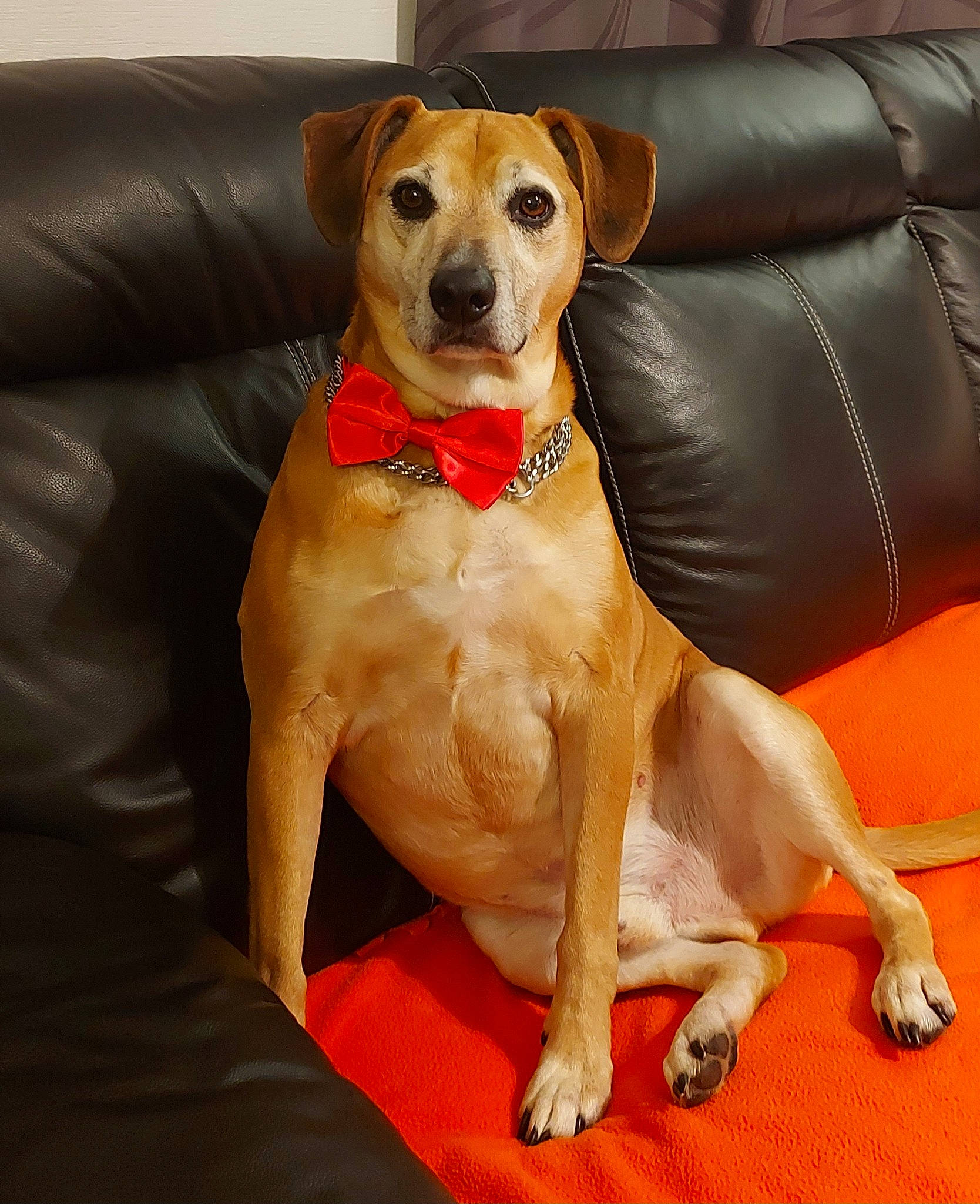 Micky a rejoint le concours — aidez-le/la à gagner de superbes lots ! canidae, carnivore, chair, collar, comfort, companion_dog, couch, dog, dog_breed, dog_collar, dog_supply, fawn, goggles, hat, plant, snout, sporting_group, studio_couch, whiskers, working_animal