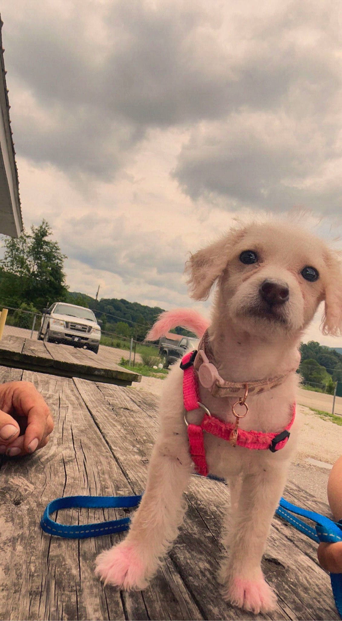 Jada joined the competition — help win amazing prizes! automotive_tire, car, carnivore, cloud, collar, companion_dog, dog, dog_breed, dog_collar, fawn, pet_supply, plant, sky, sporting_group, tire, tree, truck, vehicle, wheel, working_animal