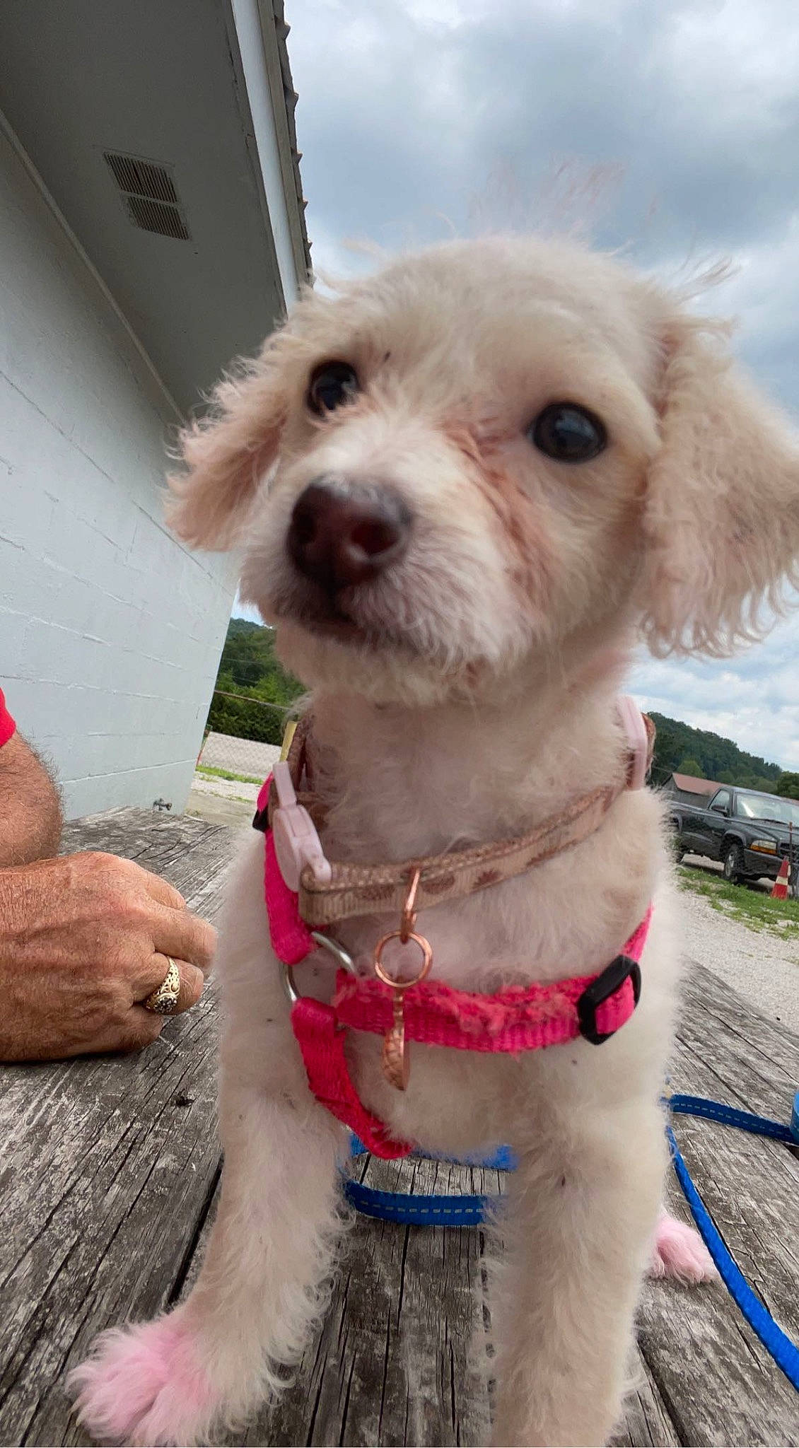 Jada is registered to the contest to win money with this photo: canidae, carnivore, cloud, collar, companion_dog, dog, dog_breed, dog_collar, dog_supply, fawn, firefighter, leash, liver, personal_protective_equipment, pet_supply, sky, snout, toy_dog, vehicle, working_animal