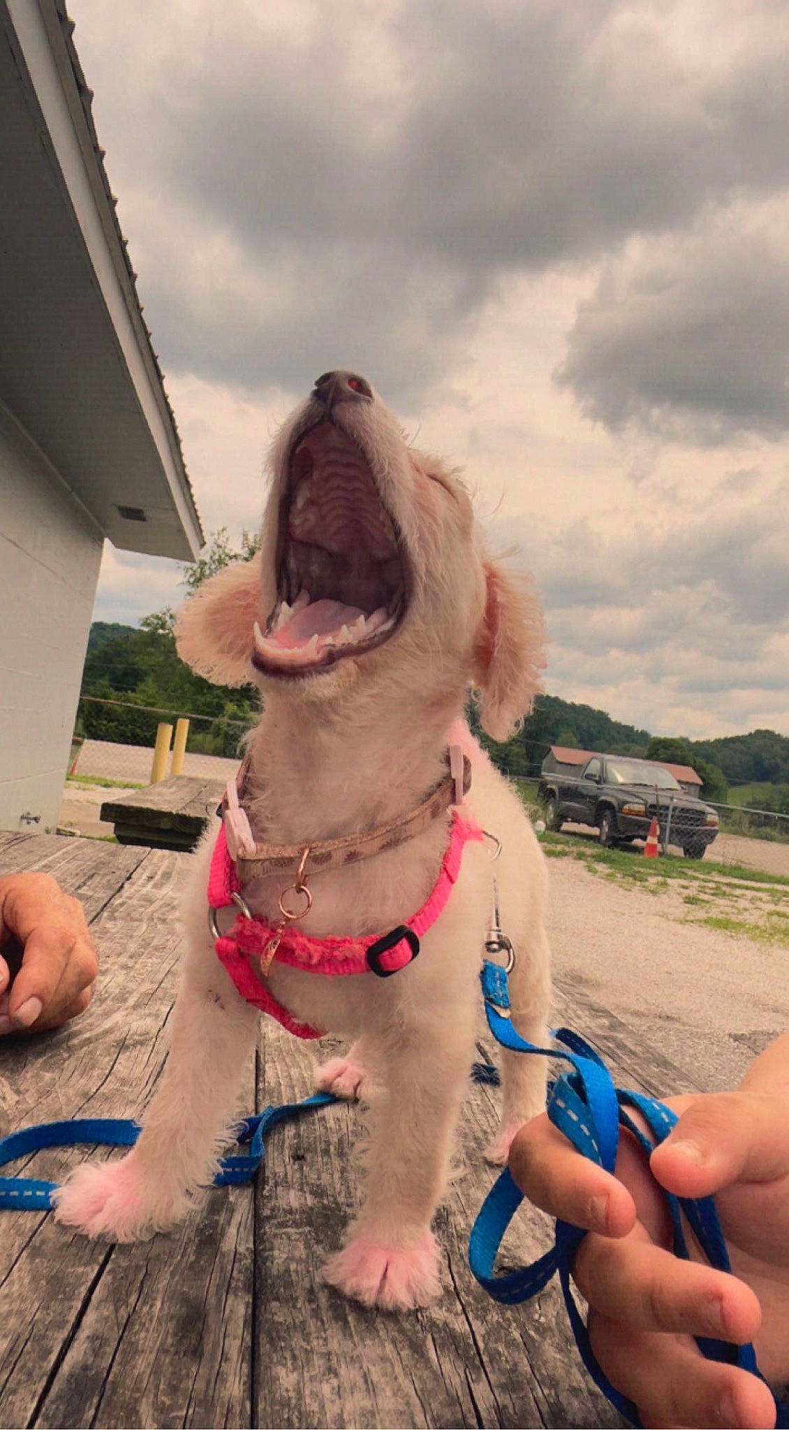 Jada is registered to the contest to win money with this photo: carnivore, cloud, collar, companion_dog, dog, dog_breed, dog_collar, eyewear, fashion_accessory, fawn, fun, happy, jaw, leash, leisure, liver, plant, sky, sporting_group, working_animal