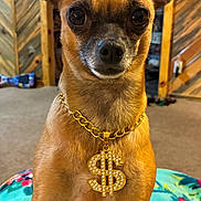 Chica joined the competition — help win amazing prizes! dog, small_dog, brown_dog, pet, indoor, blanket, gold_chain, jewelry, dollar_sign, sitting, ears, face, canine, animal, wood_paneling, carpet, home, cute, portrait, looking