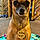 Chica