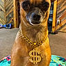 dog, small_dog, brown_dog, pet, indoor, blanket, gold_chain, jewelry, dollar_sign, sitting, ears, face, canine, animal, wood_paneling, carpet, home, cute, portrait, looking
