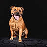 Aïka a rejoint le concours — aidez-le/la à gagner de superbes lots ! dog, canine, pet, sitting, tongue_out, happy, smiling, studio, black_background, cracked_floor, animal, friendly, domestic_animal, portrait, mammal, short_hair, brown_fur, four_legs, ears, alert