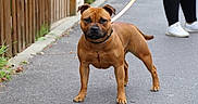 Aïka participe au concours pour gagner de l'argent avec cette photo : dog, leash, pavement, fence, sidewalk, outdoor, pet, canine, walking, person, shoes, legs, brown_dog, collar, street, urban, animal, standing, daylight, nature
