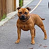 dog, leash, pavement, fence, sidewalk, outdoor, pet, canine, walking, person, shoes, legs, brown_dog, collar, street, urban, animal, standing, daylight, nature