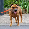 dog, brown_dog, leash, sidewalk, outdoor, happy, tongue_out, pet, canine, walking, greenery, plants, wooden_fence, pavement, animal, muzzle, ears, collar, street, nature