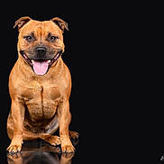 Aïka a rejoint le concours — aidez-le/la à gagner de superbes lots ! dog, brown_dog, pet, animal, sitting, tongue_out, happy, studio, portrait, canine, smiling, fur, ears, black_background, muscular, cute, domestic_animal, paw, looking_at_camera, friendly