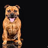 dog, brown_dog, pet, animal, sitting, tongue_out, happy, studio, portrait, canine, smiling, fur, ears, black_background, muscular, cute, domestic_animal, paw, looking_at_camera, friendly