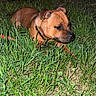Aïka a rejoint le concours — aidez-le/la à gagner de superbes lots ! dog, brown_dog, grass, outdoor, night, collar, pet, animal, fence, yard, building, quiet, calm, canine, mammal, nature, domestic_animal, sleepy, resting, background