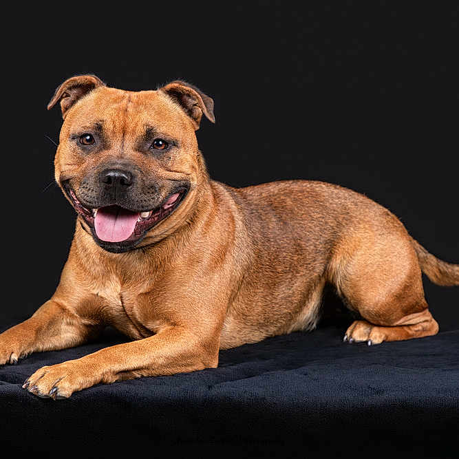 Aïka participe au concours pour gagner de l'argent avec cette photo : dog, staffordshire_bull_terrier, smiling, lying_down, pet, animal, brown_coat, tongue_out, ears, paw, canine, domestic_animal, studio_photo, black_background, portrait, friendly, happy, fur, mammal, companion