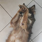 Aska participe au concours pour gagner de l'argent avec cette photo : dog, paw, floor, tile, lying_down, pet, fur, playful, covering_face, foot, domestic_animal, indoor, relaxed, canine, brown_fur, white_fur, animal, companion, cute, resting
