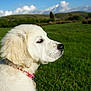 animal, canine, clouds, collar, daylight, dog, field, fur, grass, greenery, nature, outdoor, peaceful, pet, profile, puppy, sky, summer, white_dog, young_dog