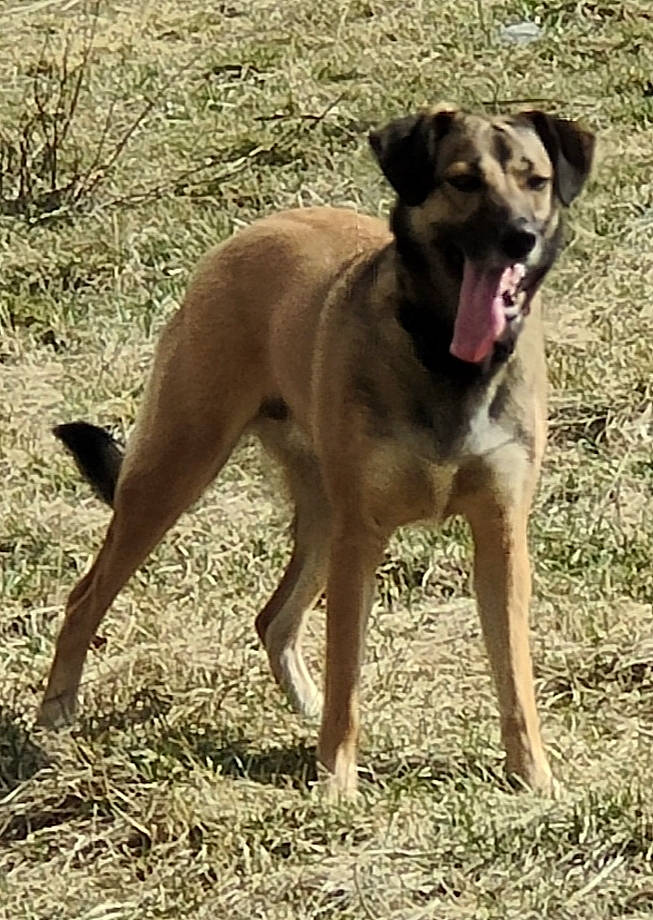 Bagherra a rejoint le concours — aidez-le/la à gagner de superbes lots ! ancient_dog_breeds, canidae, carnivore, collar, companion_dog, dog, dog_breed, dog_collar, grass, guard_dog, hunting_dog, sporting_group, tail, terrestrial_animal, working_animal, working_dog