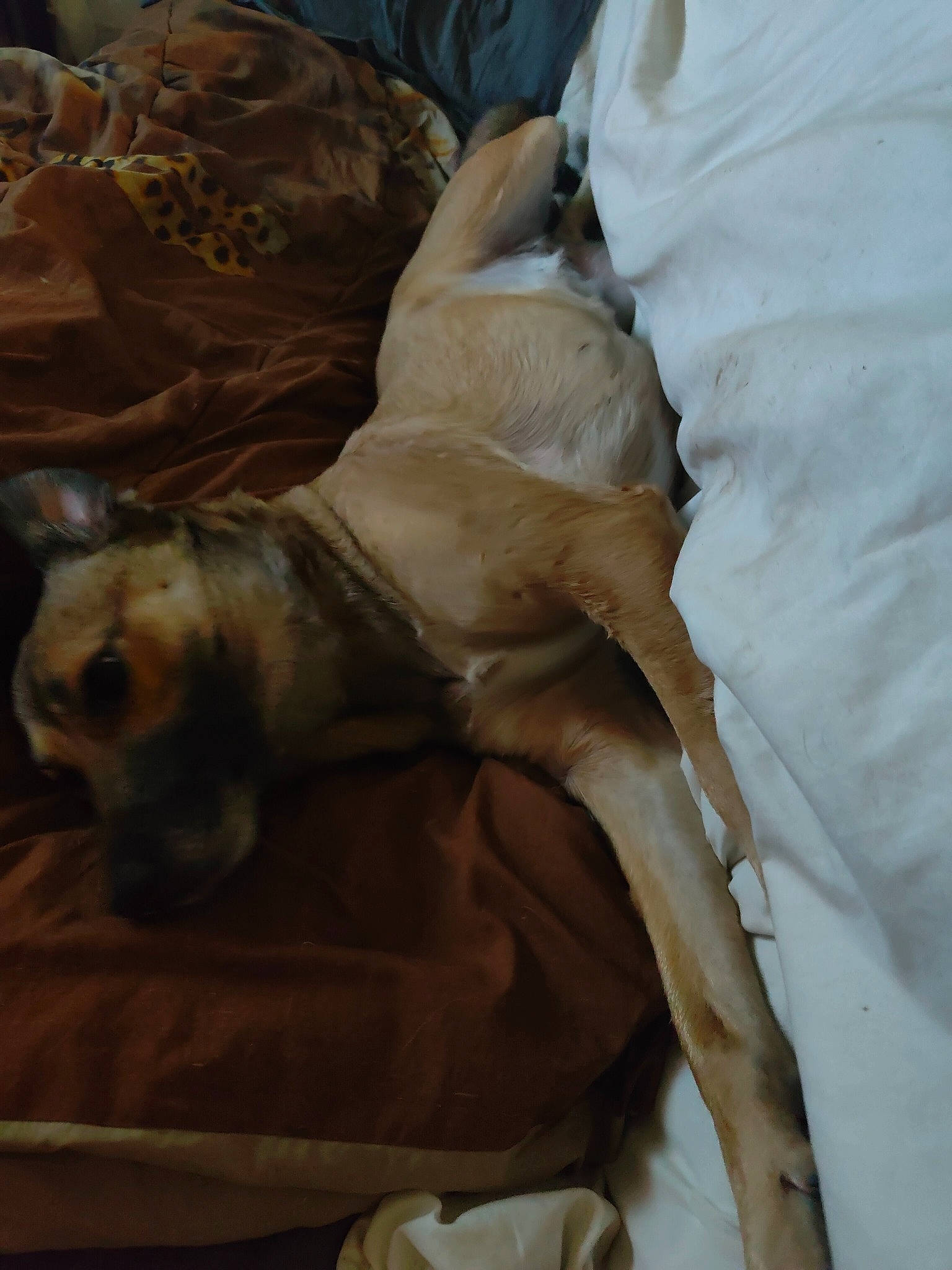 Bagherra participe au concours pour gagner de l'argent avec cette photo : art, bed_sheet, bedding, brown, canidae, carnivore, comfort, companion_dog, dog, dog_breed, duvet, fawn, fur, linens, liver, nap, sporting_group, terrestrial_animal, working_animal, wrinkle