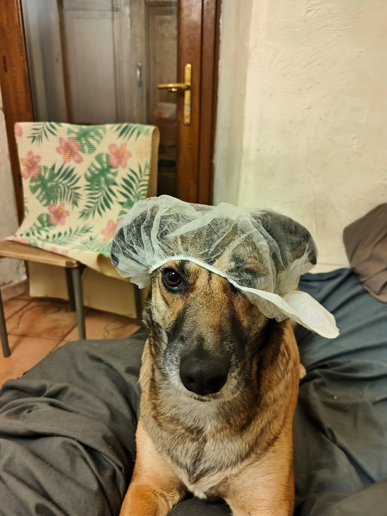 Bagherra a rejoint le concours — aidez-le/la à gagner de superbes lots ! canidae, carnivore, chair, comfort, companion_dog, dog, dog_breed, door, fawn, flooring, fur, hardwood, picture_frame, sitting, sporting_group, terrestrial_animal, throw_pillow, whiskers, wood, working_animal