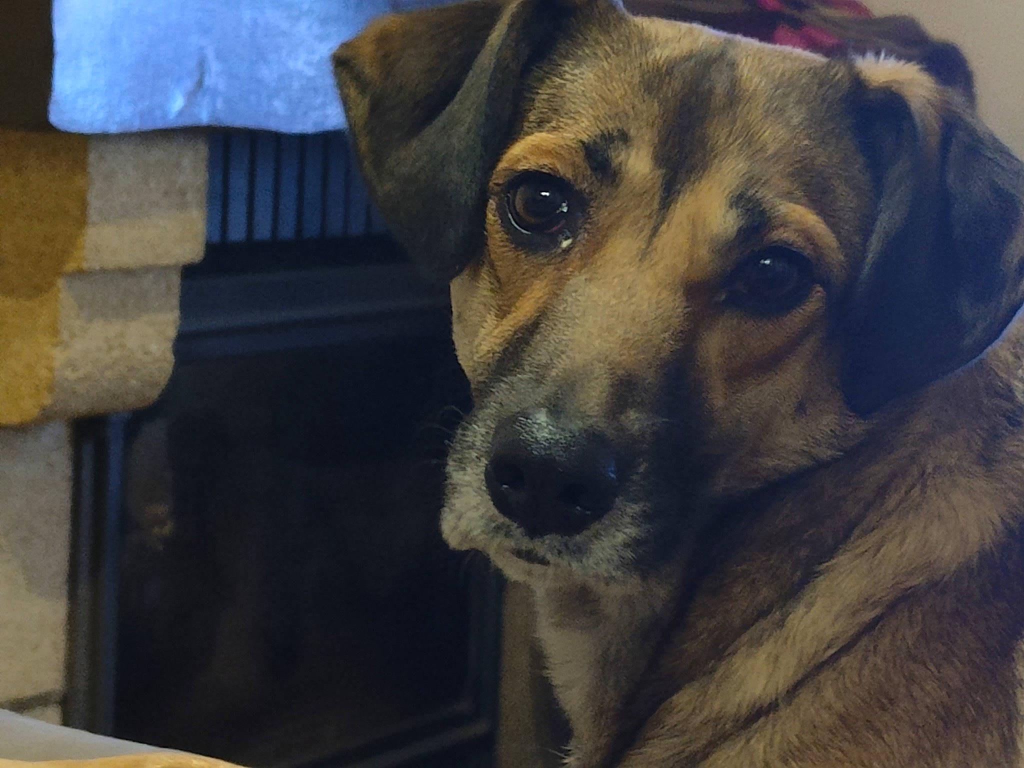 Bagherra a rejoint le concours — aidez-le/la à gagner de superbes lots ! ancient_dog_breeds, canidae, carnivore, companion_dog, dog, dog_breed, dog_clothes, dog_supply, fashion_accessory, fawn, fur, puppy, service, snout, sporting_group, street_dog, terrestrial_animal, toy_dog, whiskers, working_dog