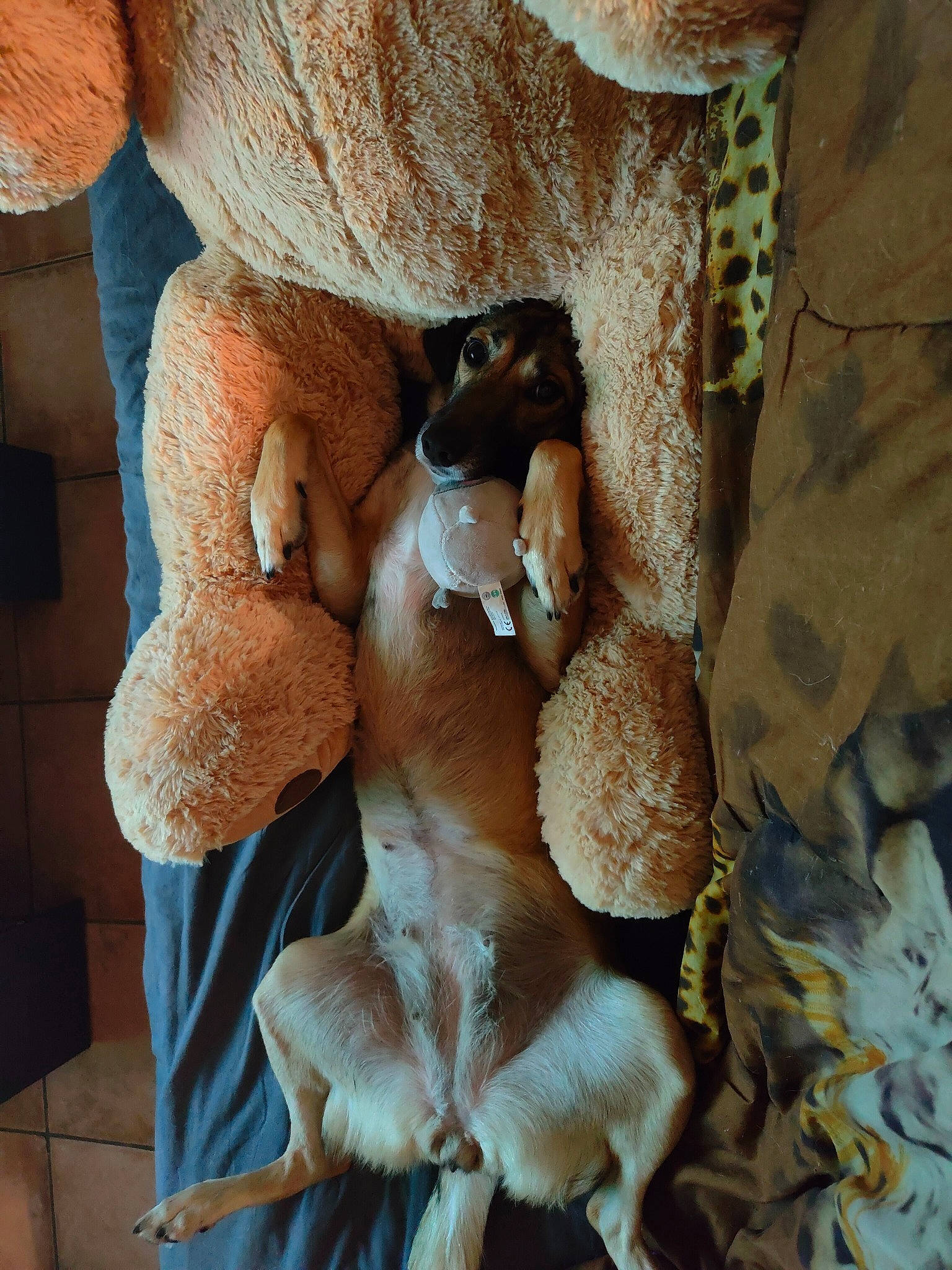 Bagherra a rejoint le concours — aidez-le/la à gagner de superbes lots ! art, child, comfort, fawn, fungus, fur, linens, medicinal_mushroom, mushroom, pattern, peach, plush, sculpture, stuffed_toy, toy, wood, wool