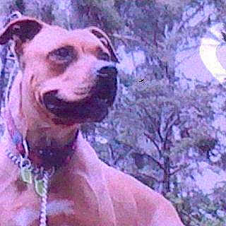 Bibi Alias Salem