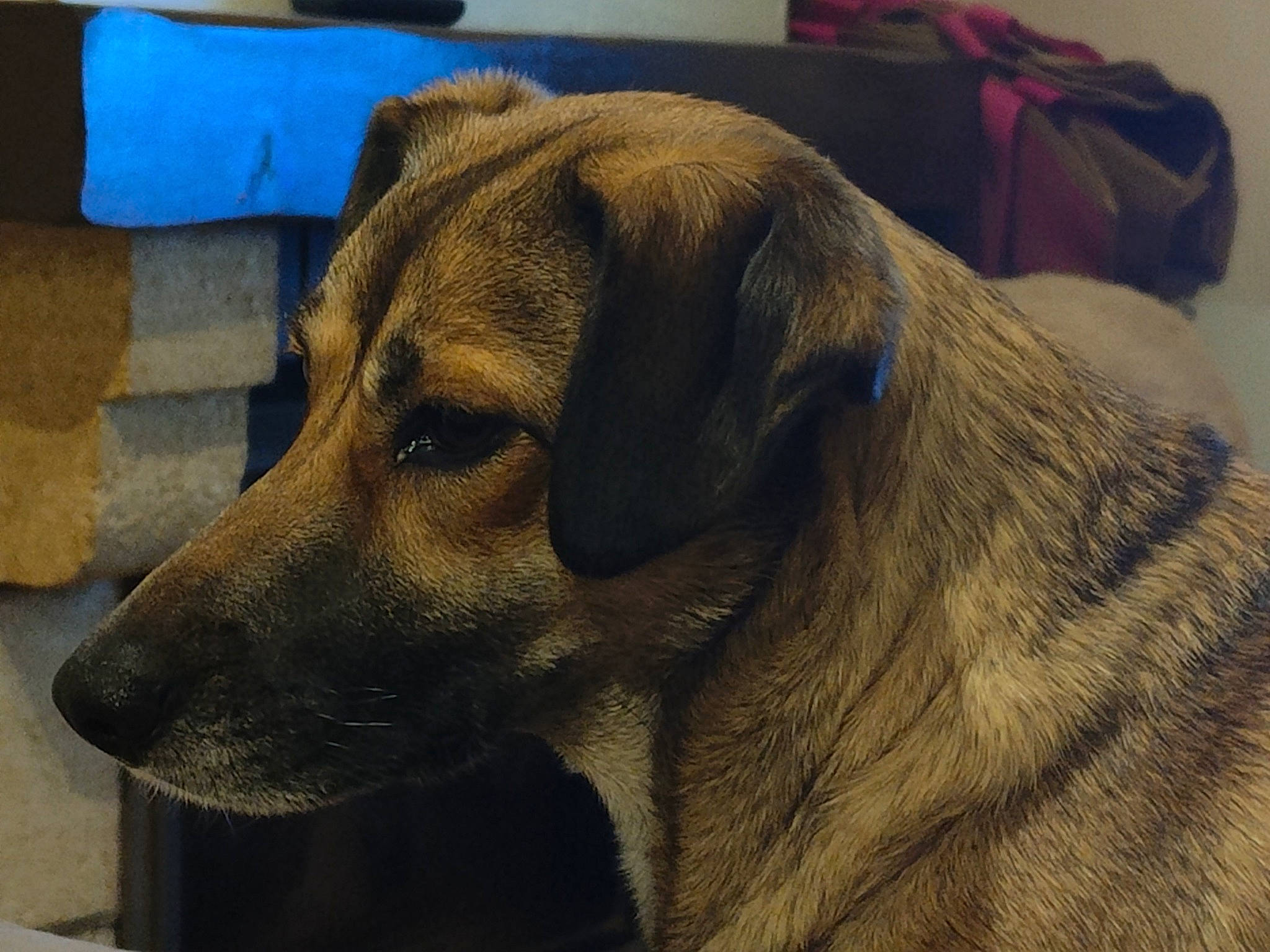 Menthalo participe au concours pour gagner de l'argent avec cette photo : backpack, canidae, carnivore, comfort, companion_dog, couch, dog, dog_breed, fawn, fur, guard_dog, nap, paw, puppy, snout, sporting_group, terrestrial_animal, whiskers, working_animal, working_dog