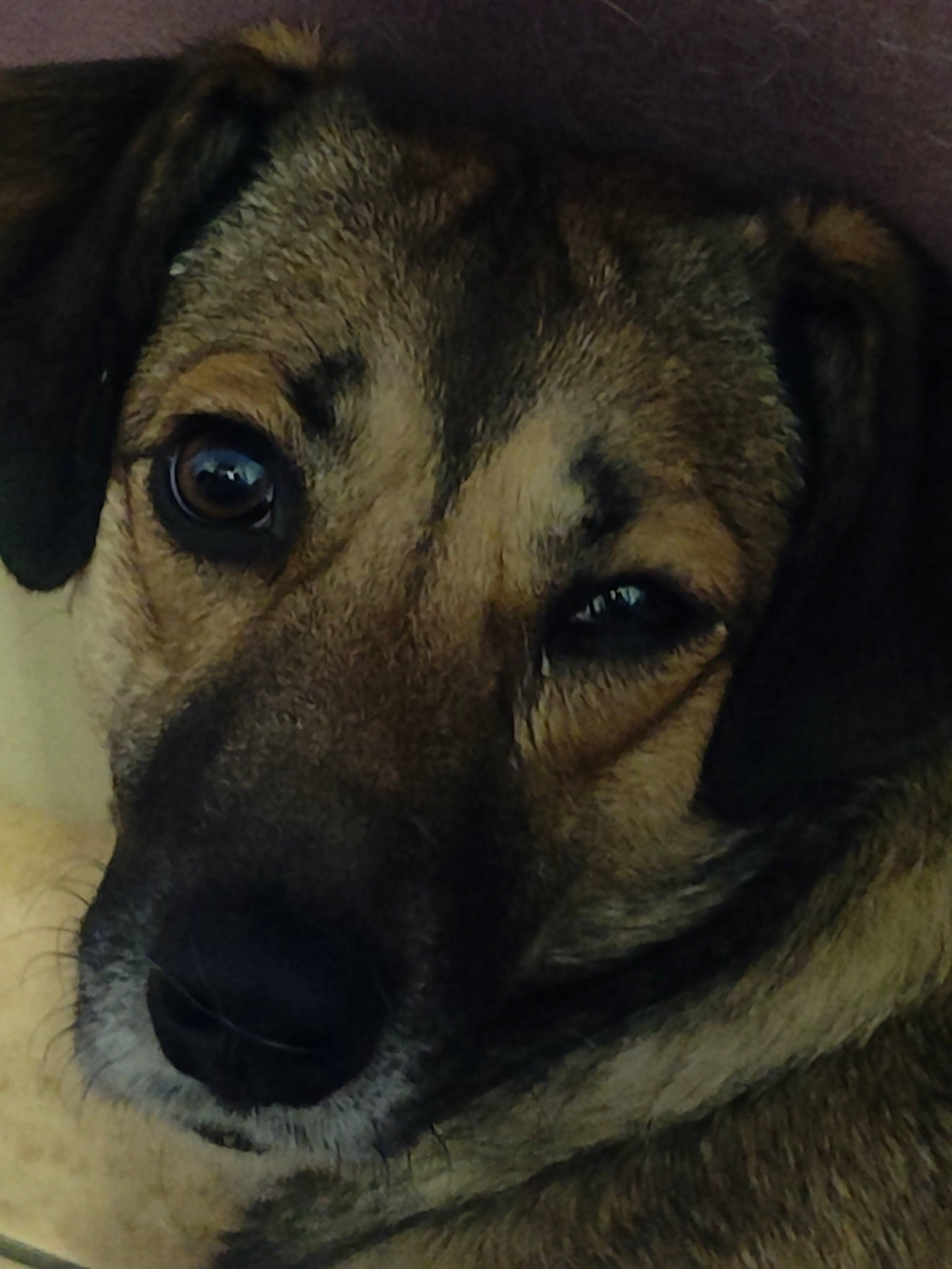 Menthalo a rejoint le concours — aidez-le/la à gagner de superbes lots ! canidae, carnivore, companion_dog, dog, dog_breed, fawn, fur, german_shepherd_dog, guard_dog, mammal, picture_frame, snout, sporting_group, street_dog, terrestrial_animal, whiskers, wildlife, window, working_animal, working_dog