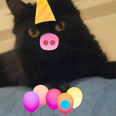 Poupounnette