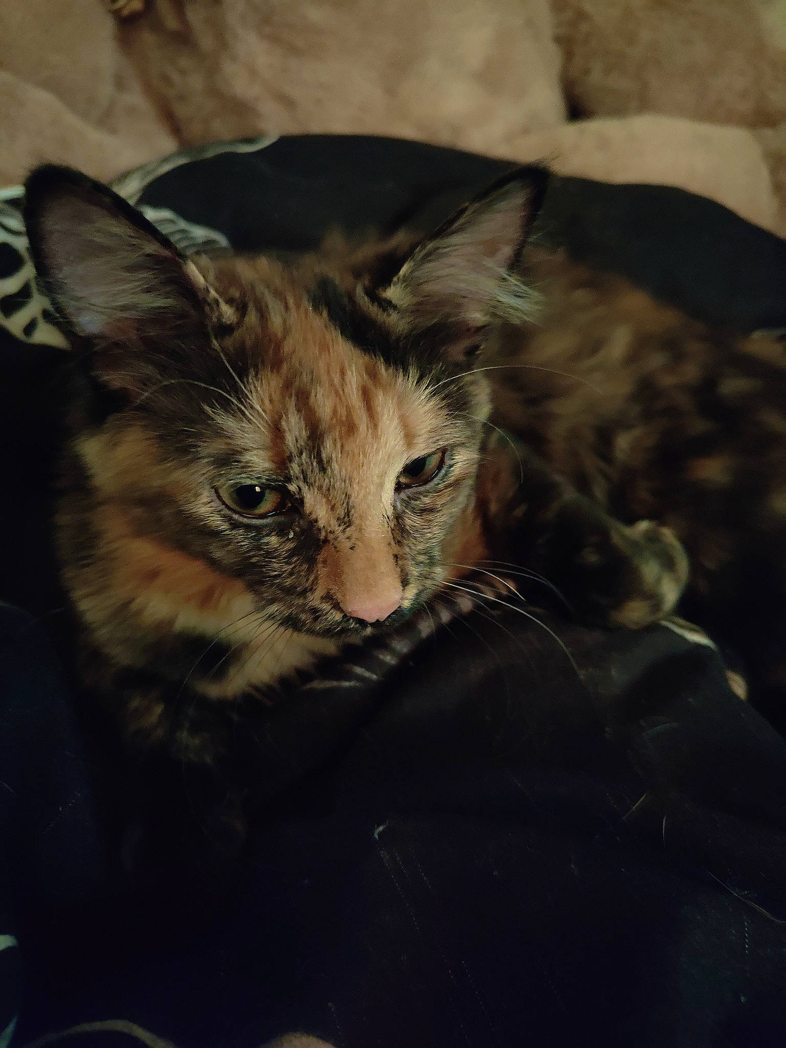 Zoé a rejoint le concours — aidez-le/la à gagner de superbes lots ! carnivore, cat, claw, comfort, couch, domestic_short_haired_cat, ear, eye, fawn, felidae, fur, paw, small_to_medium_sized_cats, snout, tail, terrestrial_animal, whiskers, wildlife