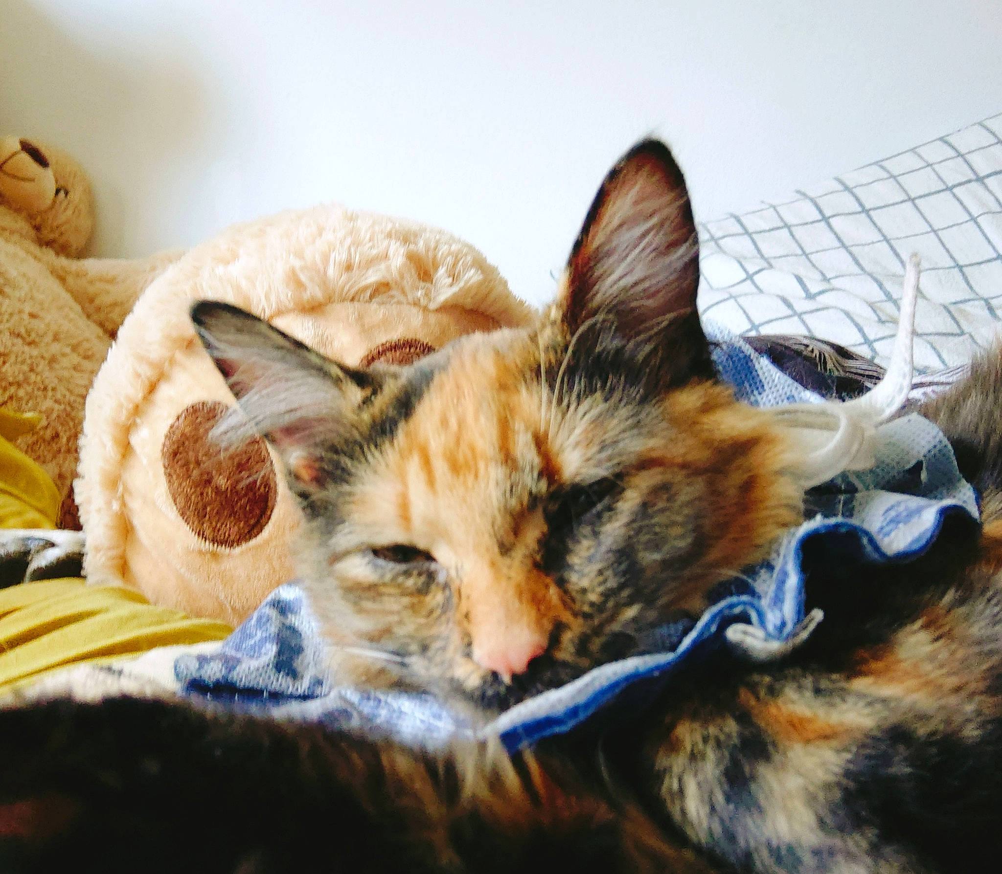 Zoé participe au concours pour gagner de l'argent avec cette photo : bed, carnivore, cat, claw, comfort, couch, domestic_short_haired_cat, felidae, fur, linens, mesh, nap, paw, sitting, small_to_medium_sized_cats, snout, tail, terrestrial_animal, whiskers, wildlife