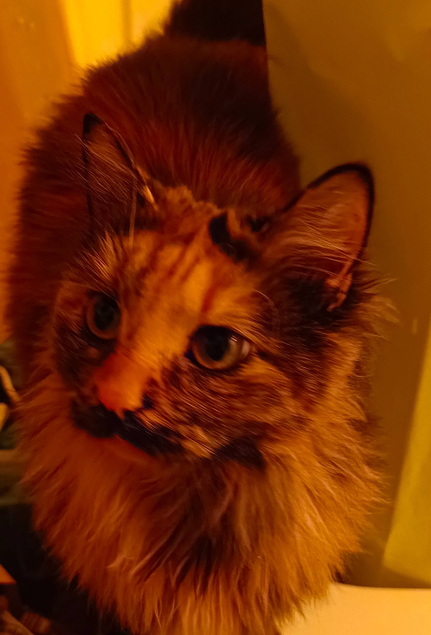 Zoé a rejoint le concours — aidez-le/la à gagner de superbes lots ! british_longhair, carnivore, cat, fawn, felidae, fur, maine_coon, plant, small_to_medium_sized_cats, snout, tail, terrestrial_animal, whiskers, window