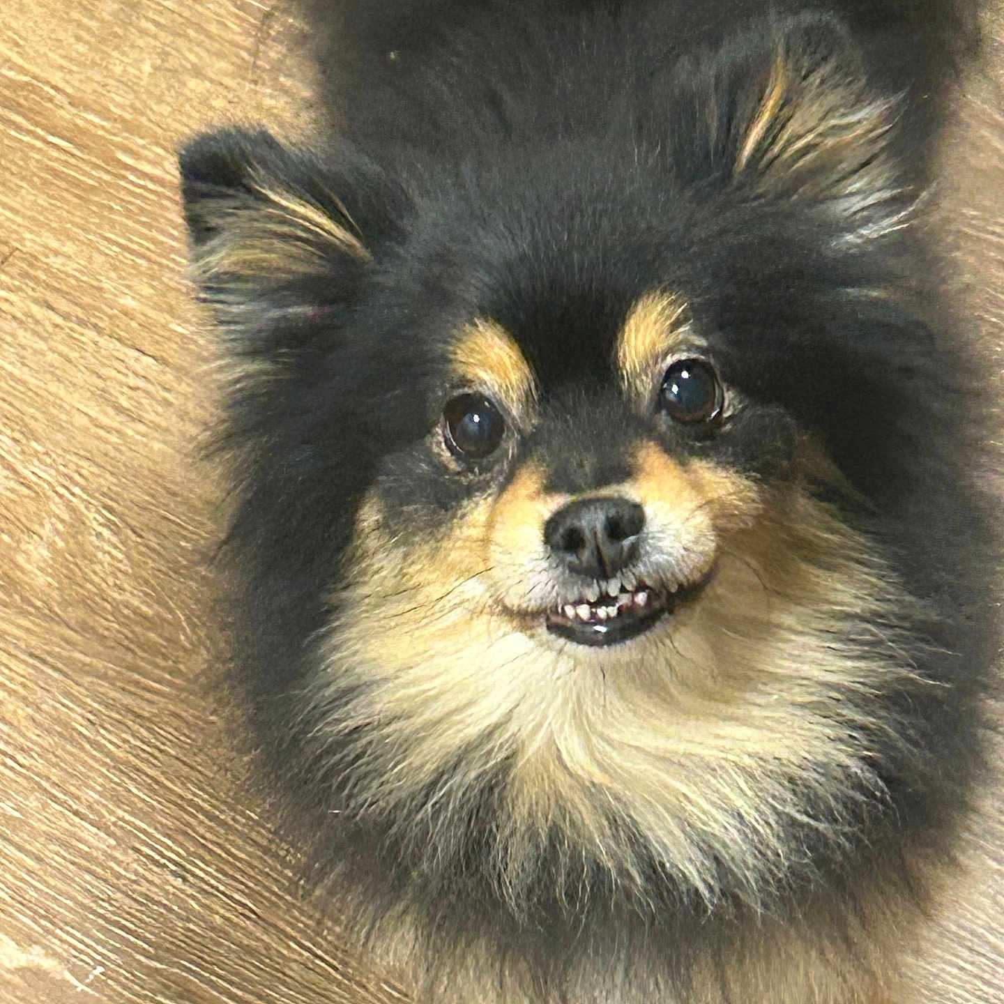 Benji is registered to the contest to win money with this photo: affenpinscher, animal, canine, chihuahua, cockerspaniel, dog, eskimodog, papillon, pet, puppy, snout