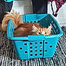 Loki a rejoint le concours — aidez-le/la à gagner de superbes lots ! cat, orange_cat, laundry_basket, blue_basket, curious, hiding, tail, feline, indoor, carpet, textured_rug, clothing, household, pet, fur, ears, whiskers, domestic, animal, cute