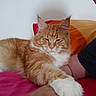 cat, orange_tabby, pet, animal, hand, human, face, feline, paw, bed, blanket, cushion, indoor, relaxed, resting, fur, whiskers, closeup, cozy, sleepy