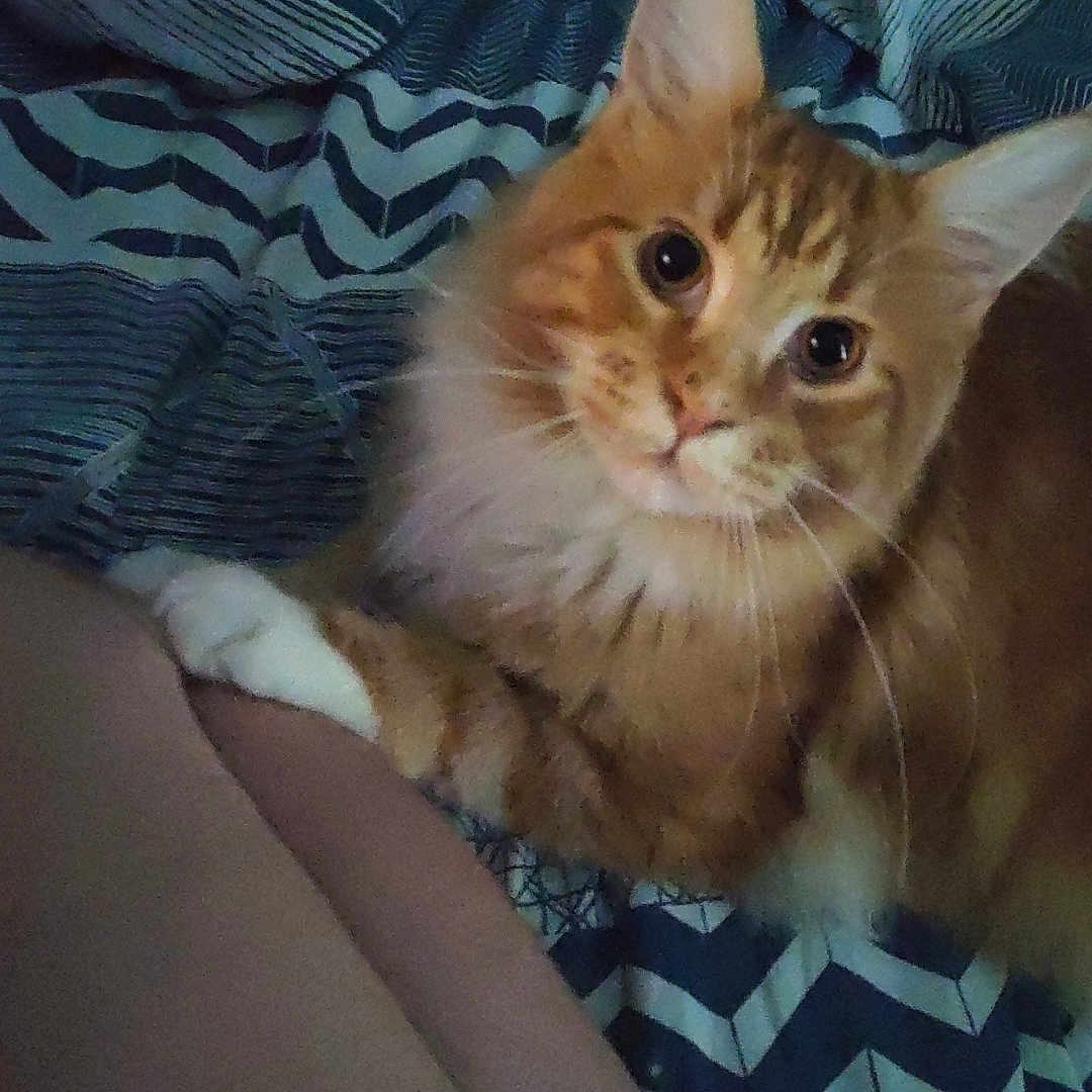 Loki