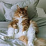 Loki participe au concours pour gagner de l'argent avec cette photo : cat, fluffy, orange_cat, white_fur, pet, indoor, striped_pillow, striped_bedspread, relaxed, lying_down, cute, feline, whiskers, ears, paw, bedroom, cozy, resting, domestic_cat, animal